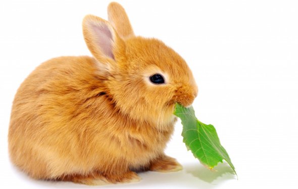 Ветки деревьев для кроликов