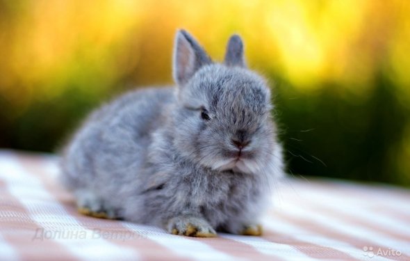 Цветной карликовый кролик