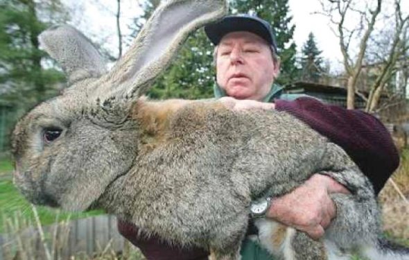 огромный кролик