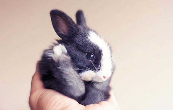 Как кролики