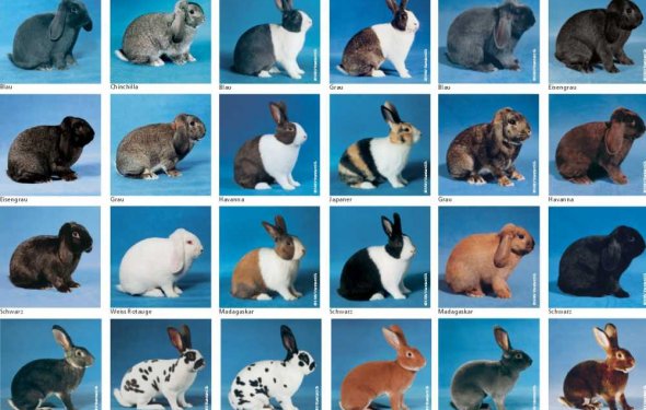 все породы кроликов