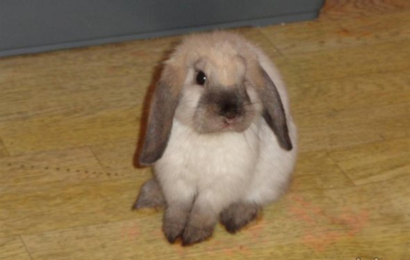 Карликовый кролик баран фото