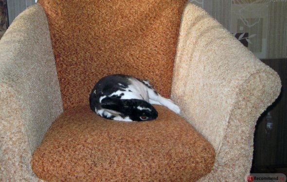 Кролик породы Карликовый Рекс