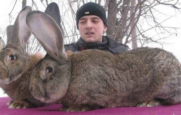 Кролики гиганты фото