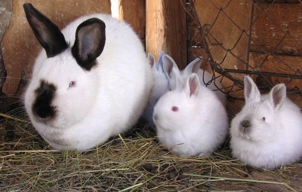 кролики калифорнийской породы