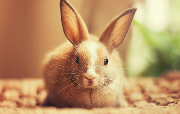 Кролики красивые фото