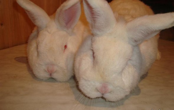 Кролики мясных пород фото