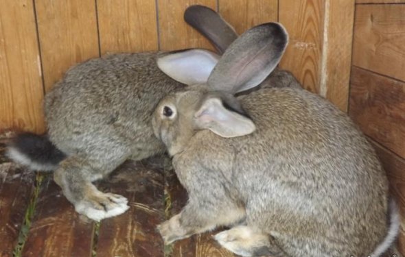 Кролики породы ризен фото