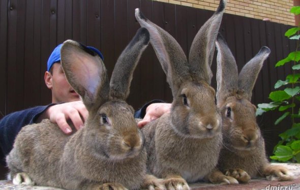 Кролики ризен фото