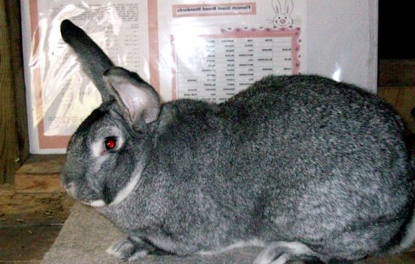 порода кроликов серый великан
