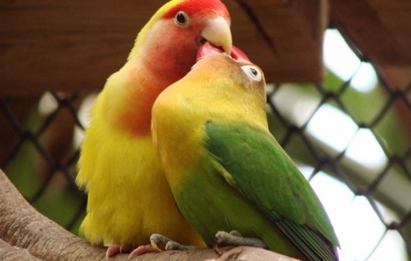 Как определить пол попугая