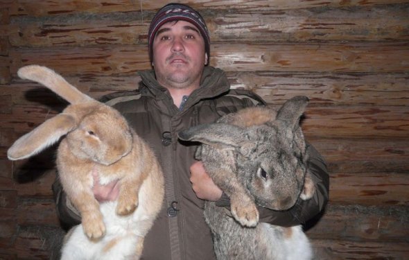 породистые кролики