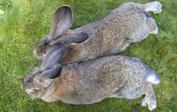 Самый большой в мире кролик