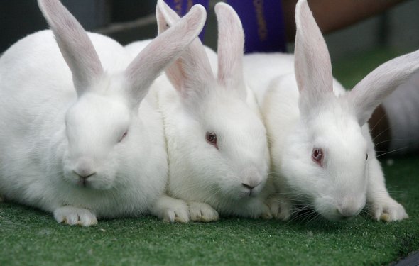 Три кролика