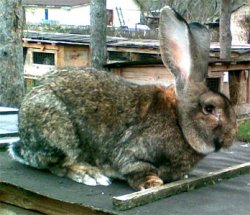 Бельгийский великан, немецкий ризен ...