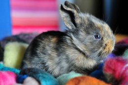 Цветной карликовый кролик, фото породы кроликов фотография картинка