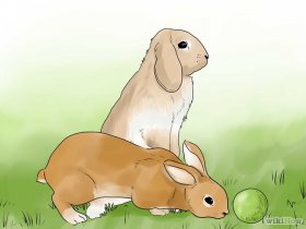 Изображение с названием Care for a New Pet Rabbit Step 7