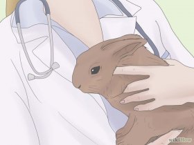 Изображение с названием Care for a Sneezing Rabbit Step 1