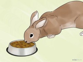 Изображение с названием Care for a New Pet Rabbit Step 6