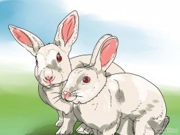 Изображение с названием Care for an Outdoor Rabbit Step 4