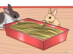 Изображение с названием Care for Dwarf Rabbits Step 3