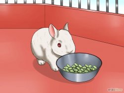 Изображение с названием Care for Dwarf Rabbits Step 4