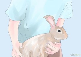 Изображение с названием Care for Newborn Rabbits Step 1