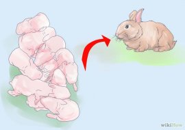 Изображение с названием Care for Newborn Rabbits Step 4