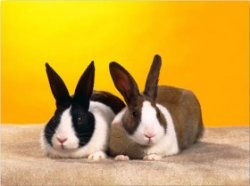 Как окрыть бизнес по разведению кроликов?