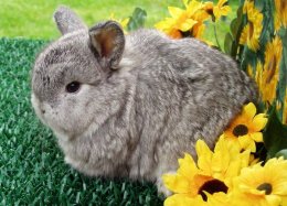 Карликовый лисий кролик, фото домашние животные фотография картинка