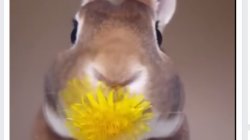Кролик полакомился одуванчиком. Кадр из видео