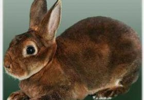 Кролик породы Рекс.