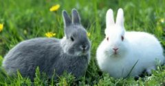 кролики и комбикорм для кормления