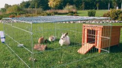 Кролики на выгуле на травке