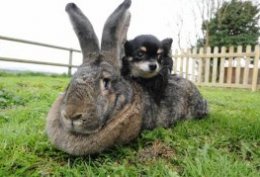 Кролики-великаны. Фото