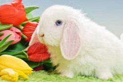 Лисий баран, фото породы декоративных кроликов фотография картинка