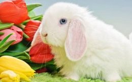 Лисий баран, фото породы кроликов фотография