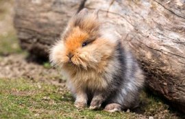 Львиноголовый кролик, фото содержание кроликов фотография картинка