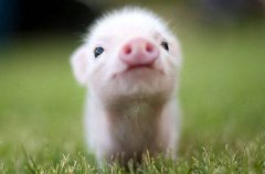 Мини-пиг, минипиг, карликовая свинья, фото животные фотография картинка