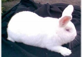 Новозеландский белый кролик.