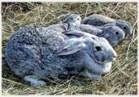 Породы кролика -  Советская шиншилла.