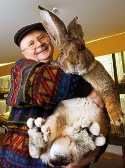 Ральф - самый большой кролик в мире,  кролик гигант