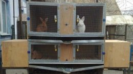 Разведение кроликов, как бизнес