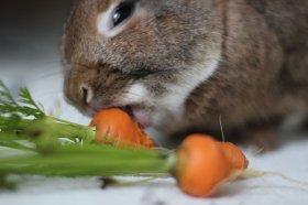 Серенький кролик ест морковь