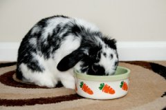 Сколько раз в день нужно кормить декоративных кроликов?