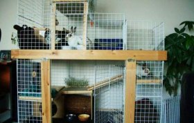 Содержание декоративных кроликов в многоэтажных вольерах