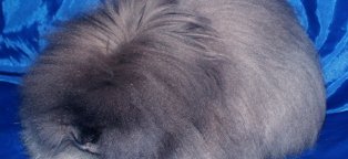 Ангорский Карликовый Кролик