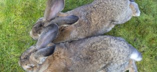 Большой Кролик