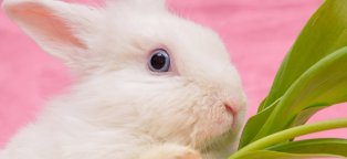 Как Ухаживать за Домашними Кроликами