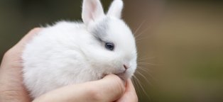 Как Ухаживать за Карликовыми Кроликами